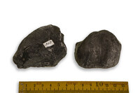 F 00302
<br/>
<br/>
<em></em>